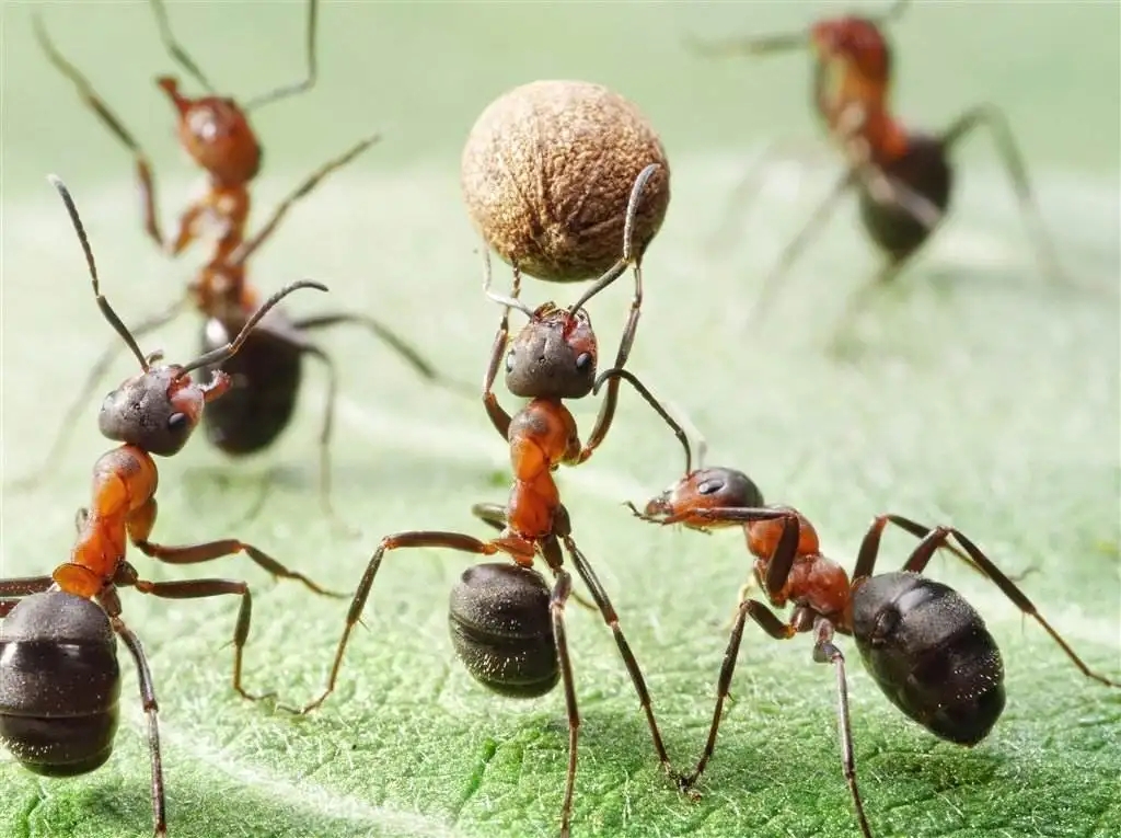 为什么说蚂蚁是地球上进化得最成功的生物?它们不仅会种地,还会放牧