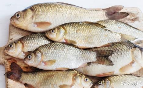 饵料|先别着急用红虫！秋天的鲫鱼只爱它！钓鱼初学者用了都能钓获板鲫