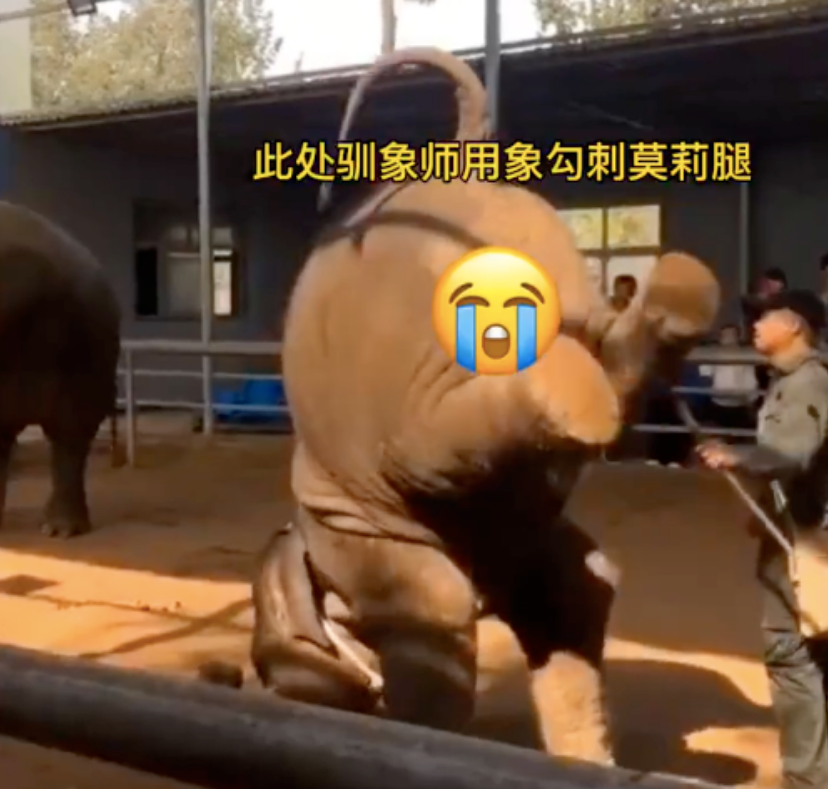 莫莉|陈乔恩求救照片曝光，我看到了背后最恶心的一面