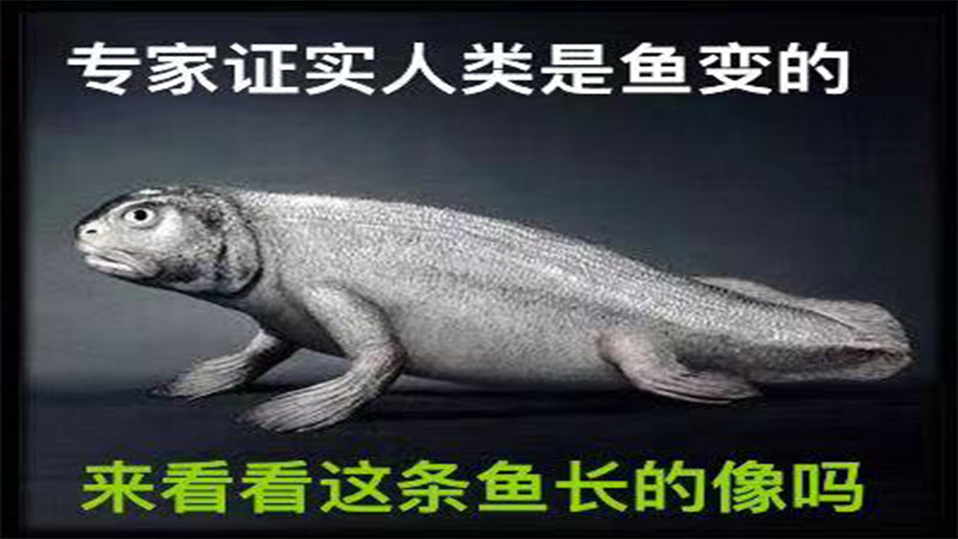 我国专家证实人类是鱼进化来的你信吗?鱼进化成人类要5亿年!
