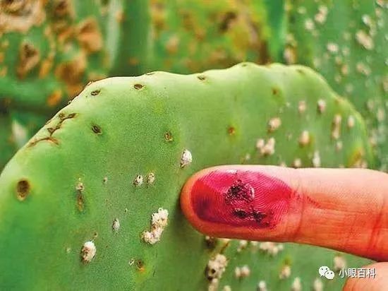 饮食 女生每天都在用的口红竟是虫子做的!你敢信?