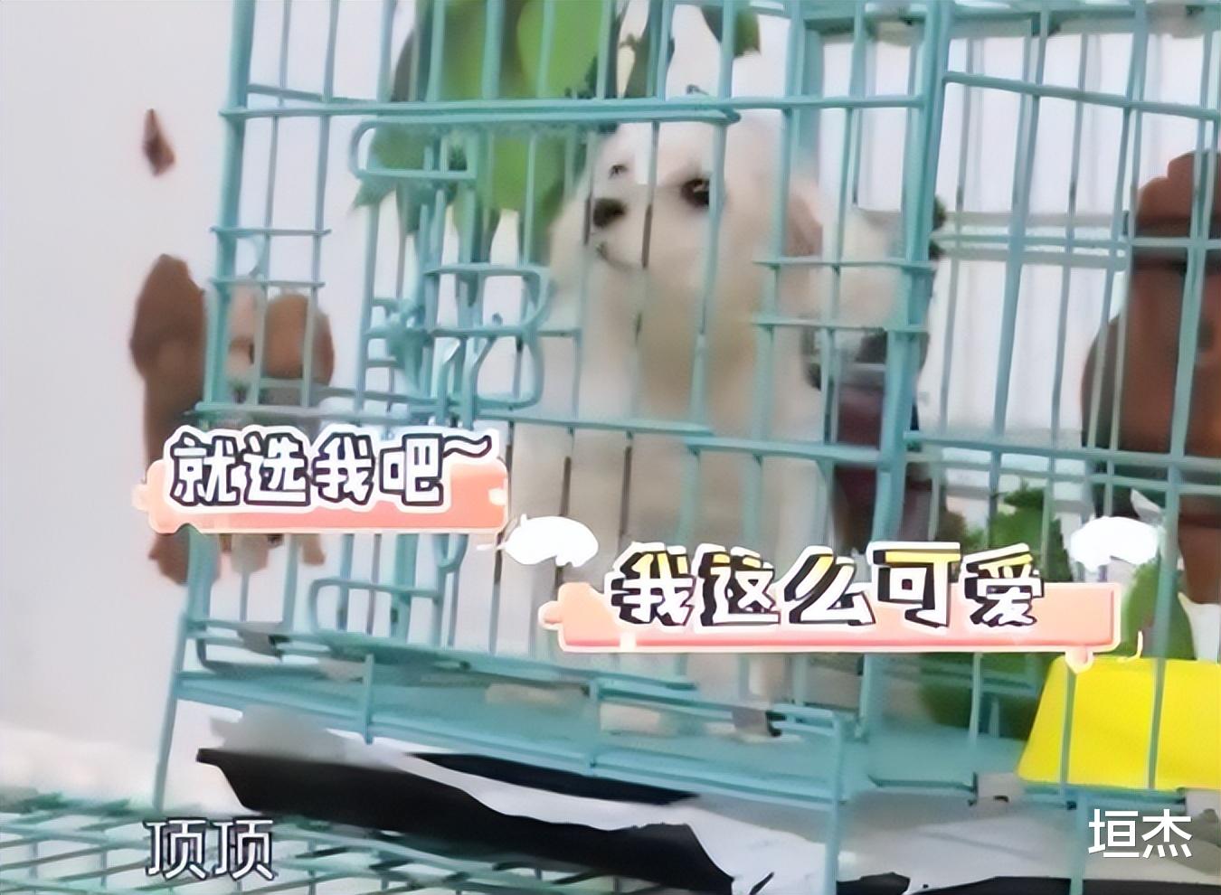 董洁|“畸形母爱”董洁:喊儿子爸爸,拍亲密婚纱照,把儿子当老公养?