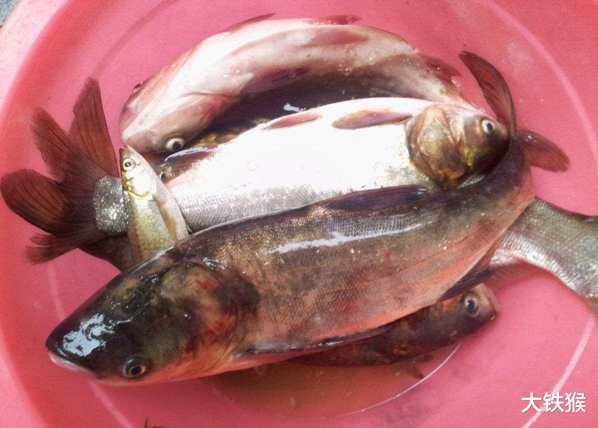 |喜欢钓鲢鳙的蒙圈了吧!邓刚和崔炳亮各执一词,到底谁说得对?