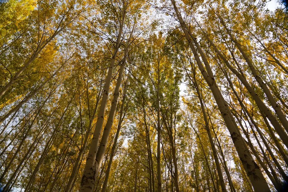 银川|银川往事（二） |  西国