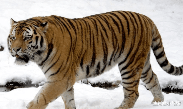 运势|贵人相助运势来袭，属虎人能说会道把握机会，在职场步步高升