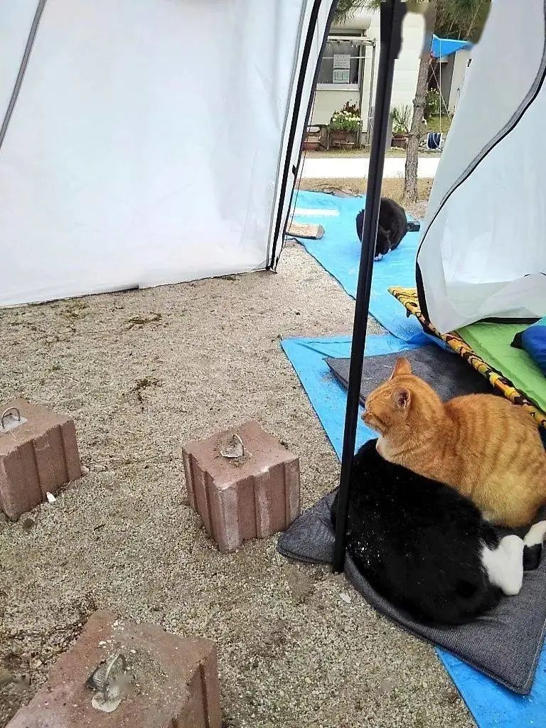 推主去露营的时候，遇到一群猫大盗，霸占了他的帐篷