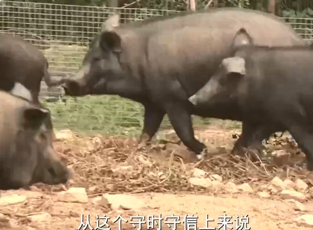 2012年山东男子投资200万养藏香猪,现年卖3500万,2点经验可借鉴