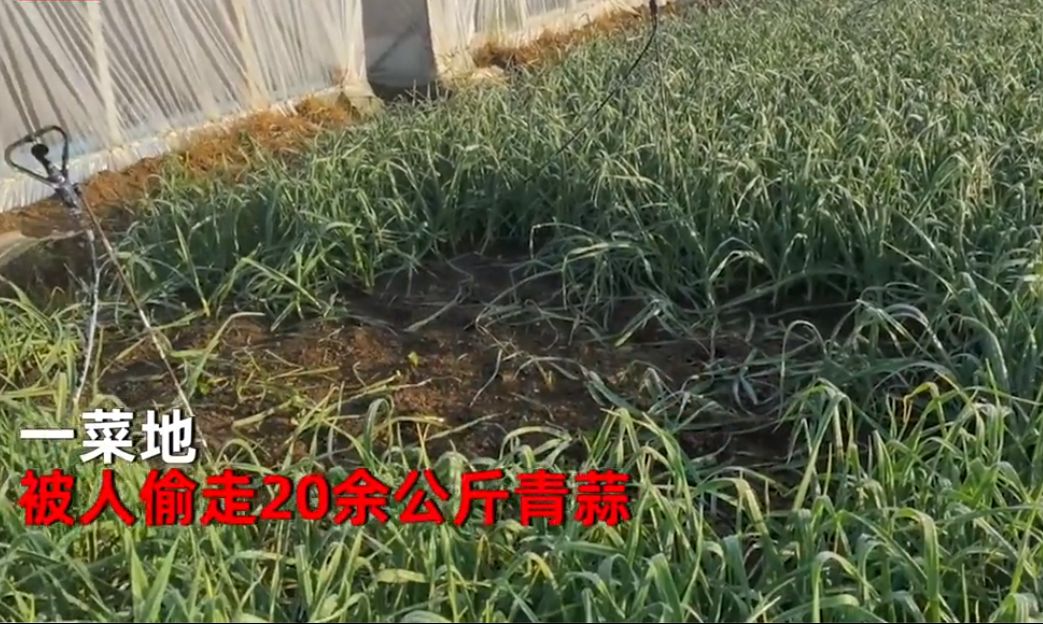 女子巡视菜地,发现被偷20公斤,直接吓哭:我刚打了农药