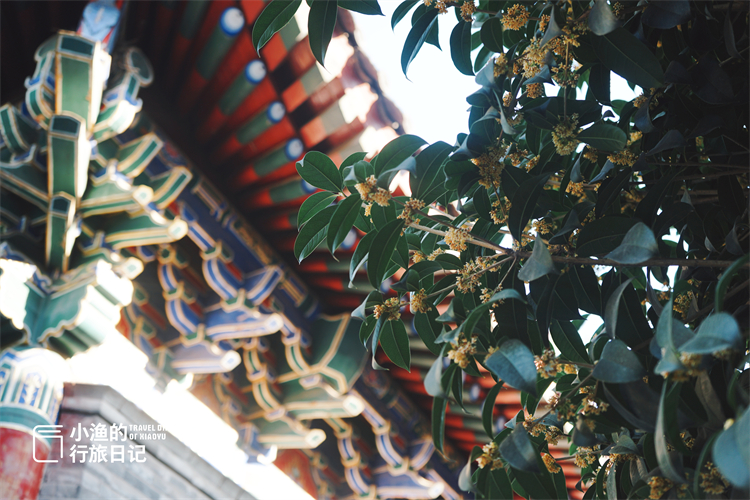 文昌|国庆赏秋不拥挤！隐于西安闹市的秘境古寺，藏着流转千年的诗意