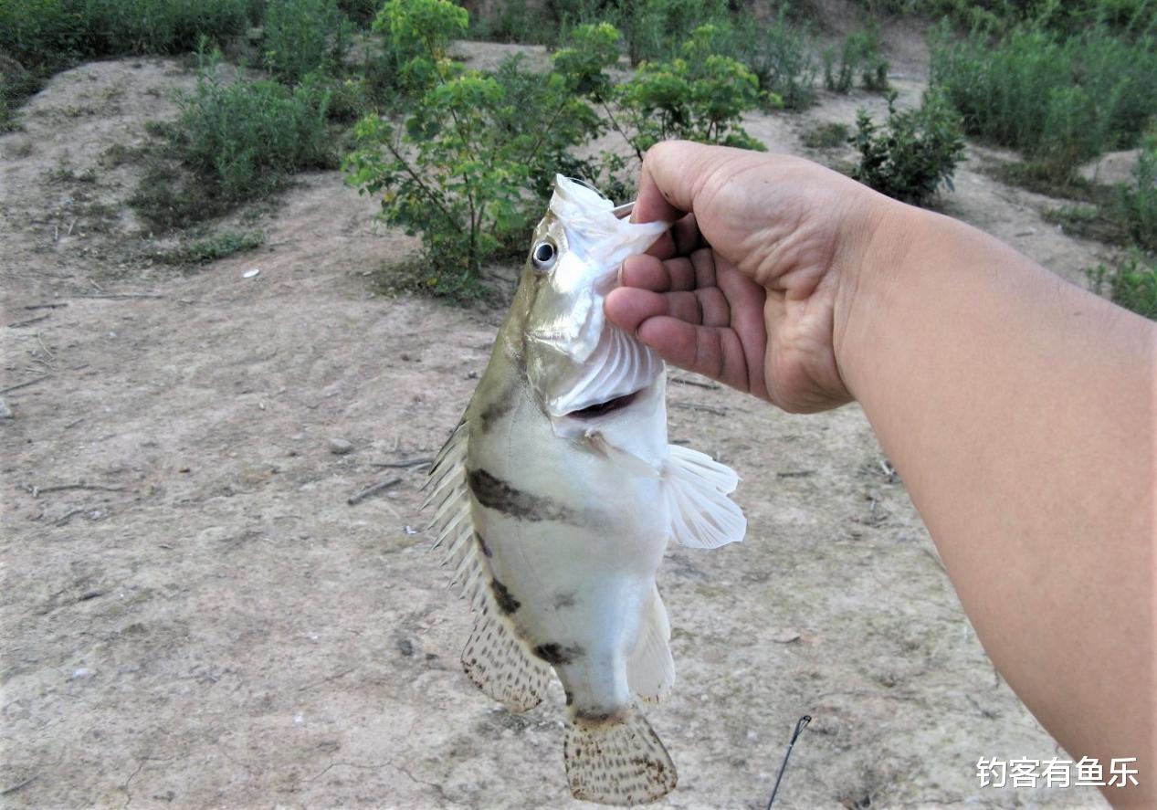 玉米|这十大淡水鱼,是钓鱼时最有手感的鱼,你一共钓到了几种?