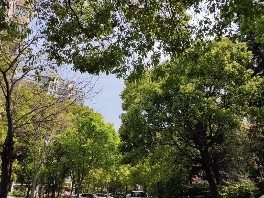 普陀|对口新普陀小学品质最好的小区之一，长风板块|中星海上名庭测评
