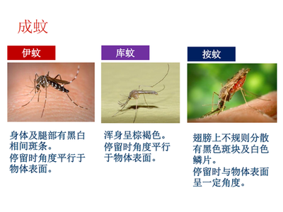 如果向自然界投放大量转基因蚊子,以蚊制蚊,能否遏制蚊子侵扰?