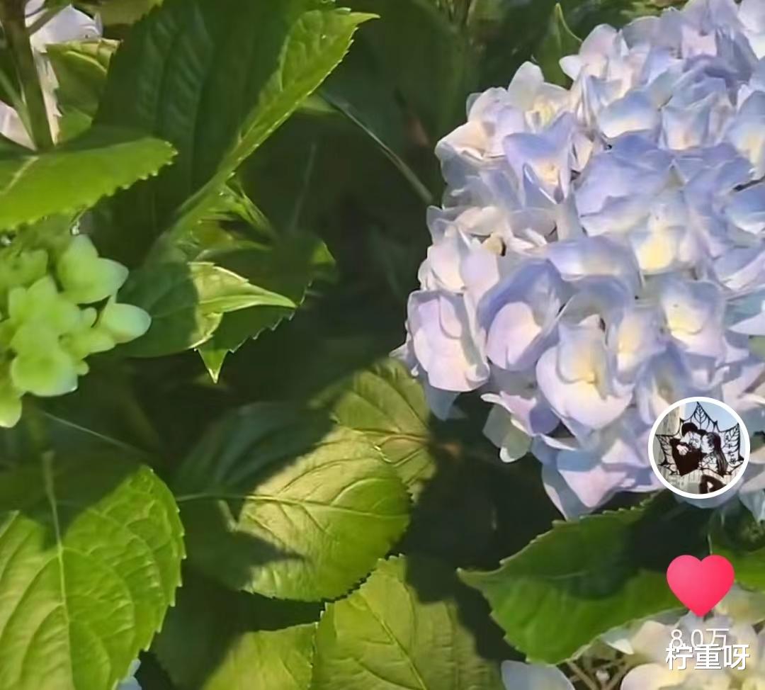 符建涛|继20万风波事件后,孙海洋晒出花开视频,网友感慨洋洋是大智若愚