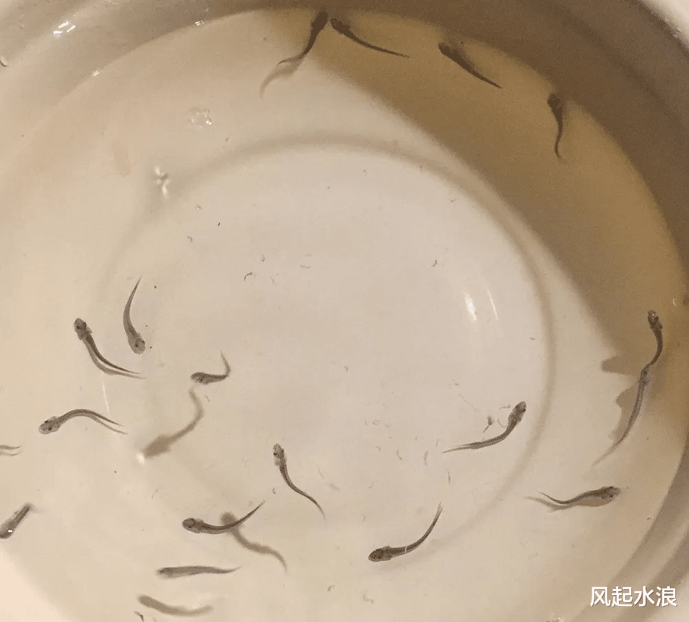 ?长江白鲟灭绝了!以后在野外,我们再也看不到它们了?