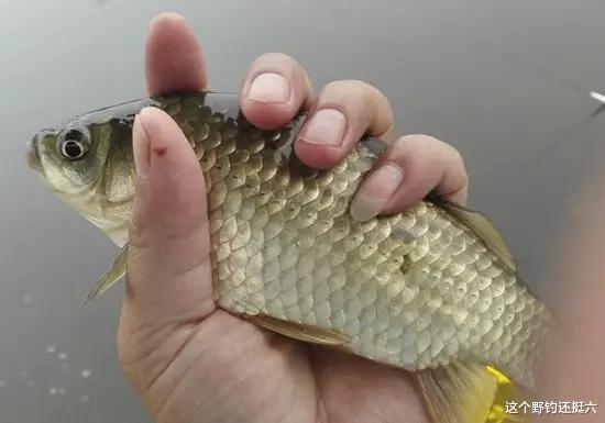 |下顿半目连杆爆护！夏季野钓明确3个关键点，让鱼获有保障！