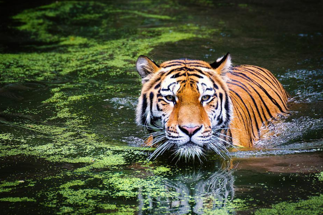 生肖|表现太好被打压，这几个生肖职场小人特别多