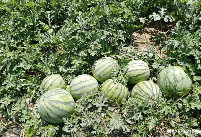 织金洞|沙漠里遍地是“西瓜”为何无人敢吃?