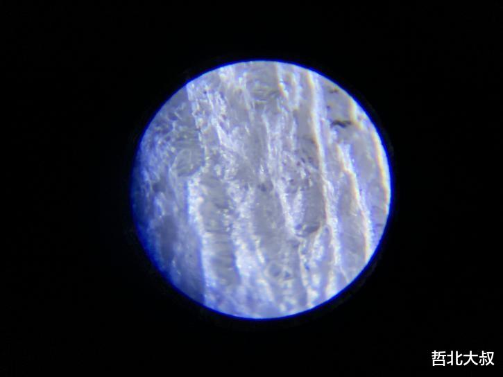99元显微镜也能探索微生物?一文看懂那些隐藏的奥秘!