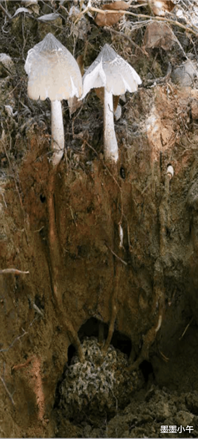 风水宝地？云南一块玉米地长出40多窝鸡枞菌，究竟是什么原因？