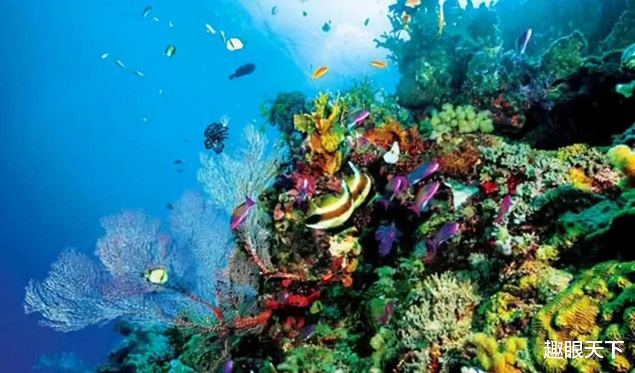 科学家吃惊地发现:海洋生物不断逃离赤道,难道是大灭绝的信号?
