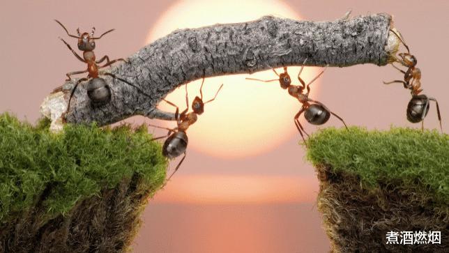 如果蚂蚁突然灭绝，地球会怎样？原来蚂蚁为我们做了那么多