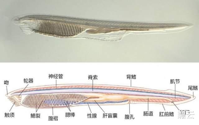 人类中耳由鱼鳃进化而来被石锤,还有哪些器官是鱼鳃进化来的?