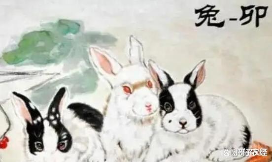 明年癸卯兔年,也被称为黑兔年,有何说法?好不好?一起了解下