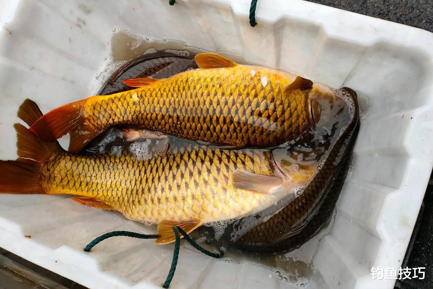 |野钓高手钓鱼的4个诀窍，经常满载而归，学会了你也能行