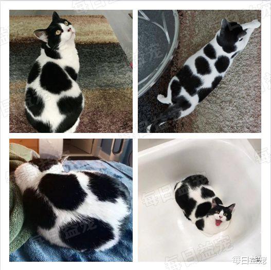 因世界杯爆火的足球猫，长得太球里球气了！网友质疑主人染色