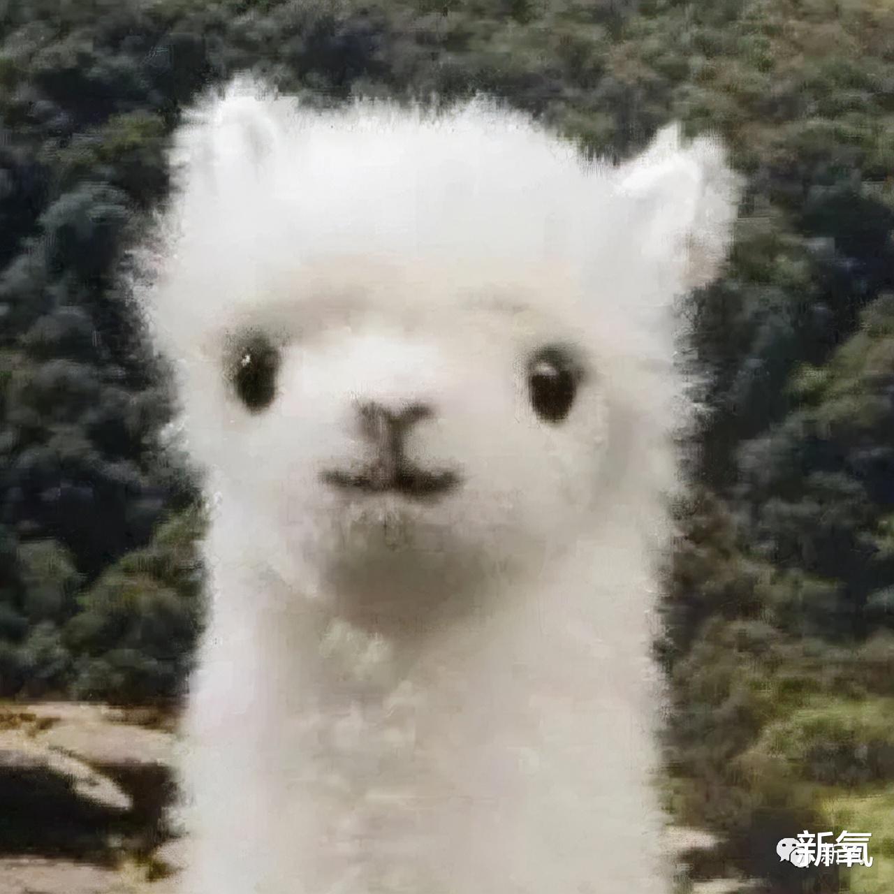 处方 明明一张完美自信的脸,却因为容貌焦虑毁了