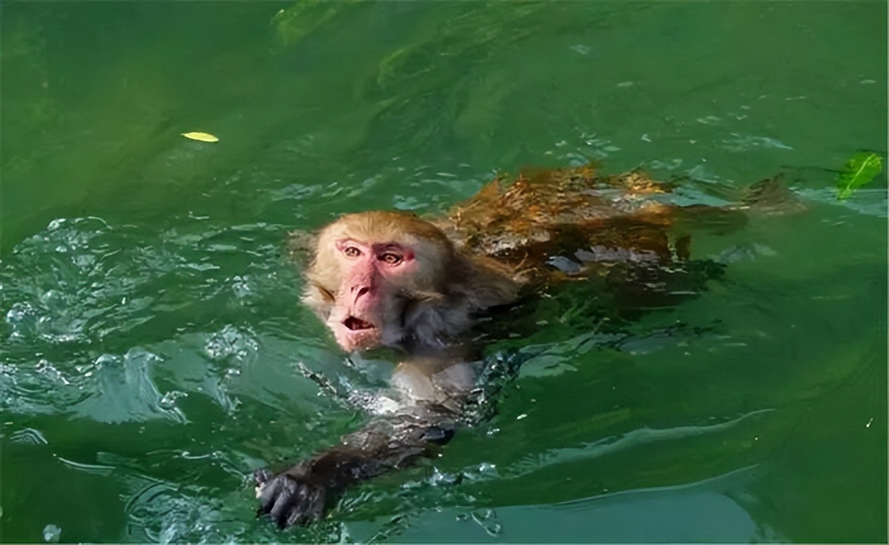 武夷山出现水猴子？水猴子是真实存在的，只不过不是传说中的“水鬼”，而是它