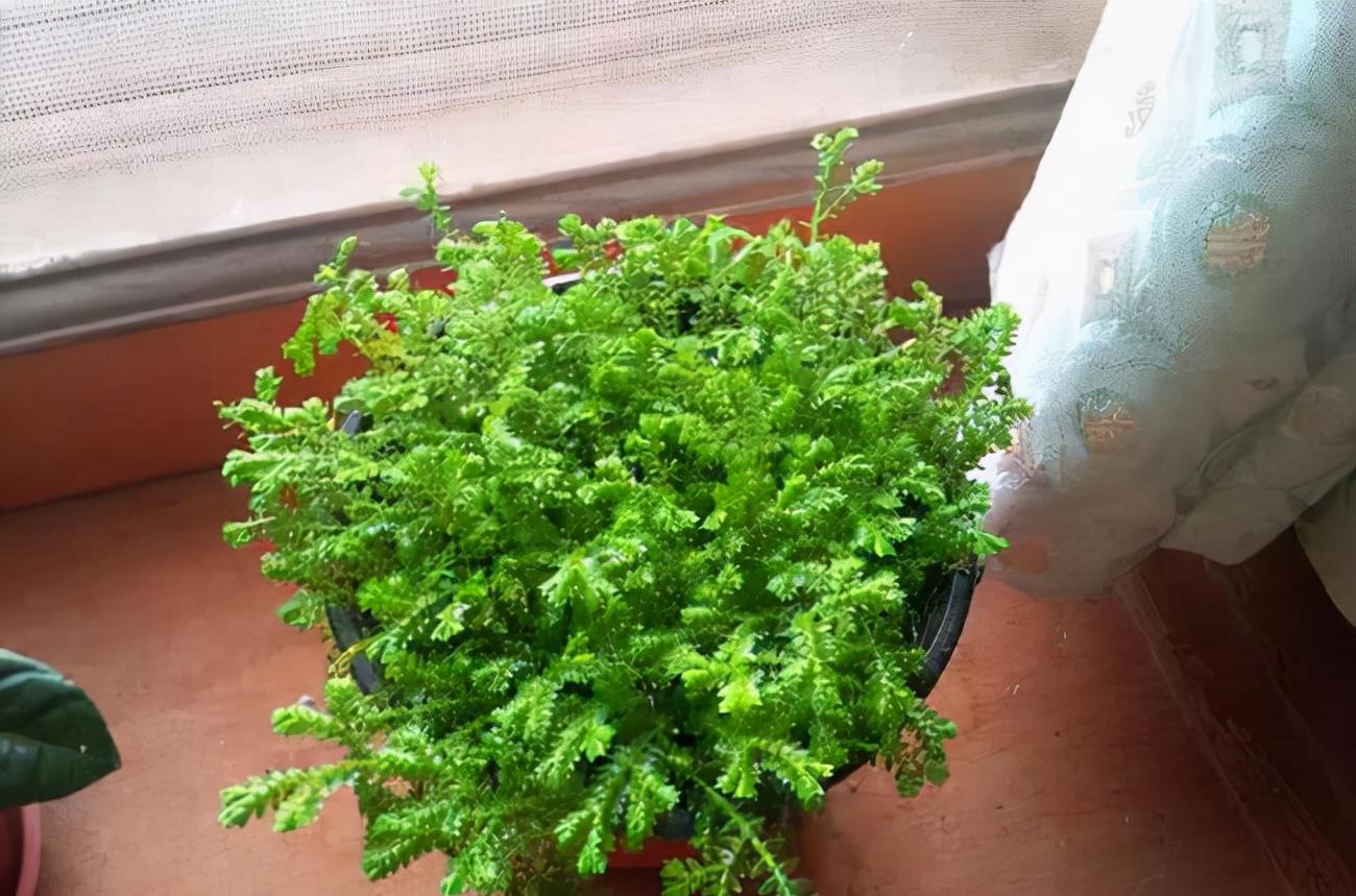 奶奶对我说，卧室别养7类花，仔细想一想，不是“迷信”是科学