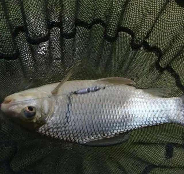 饵料|钓土鲮饵料是腥？还是香？或者腥香？