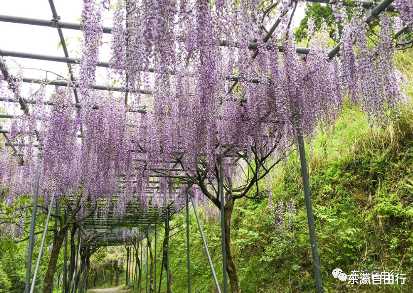 河内|这季节，日本8个地方的紫藤花，太妖娆了！