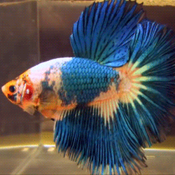 软件|“三大运营商都确认过了，说不是他们的线！”人是早上走的很安详