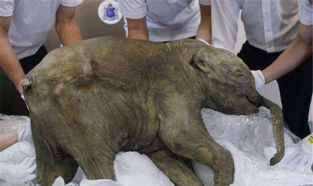 北极出现史前生物尸体,对于人类来说不是好事,科学家感到担忧