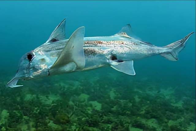 长相奇特的“鬼鲨”，有着大象一样的鼻子。创下进化最慢的记录