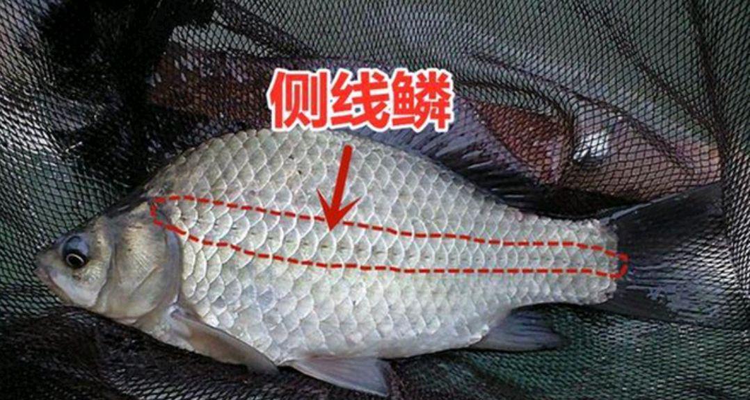|湖南长沙钓鱼人钓到8斤重的“大鲤鱼”,经过鉴别后才发现是鲫鱼