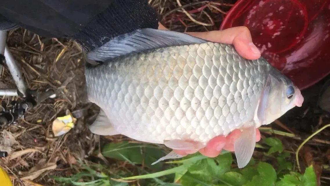 大板鲫|民间钓鱼高手“只用6个字”就诠释了野钓大板鲫的精髓，太精辟了