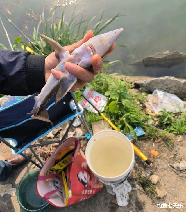 |生态见好！“长江鲟”现身湖南资江，被垂钓者钓获后放生