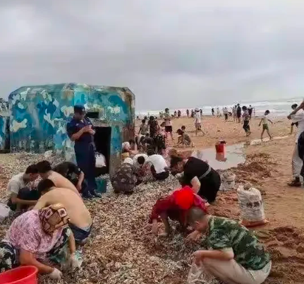 青岛市|台风过后青岛海滩上被吹来大量海鲜,大家纷纷下海,全岛过海鲜瘾