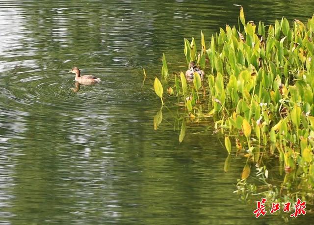 全国主流媒体记者聚焦东湖