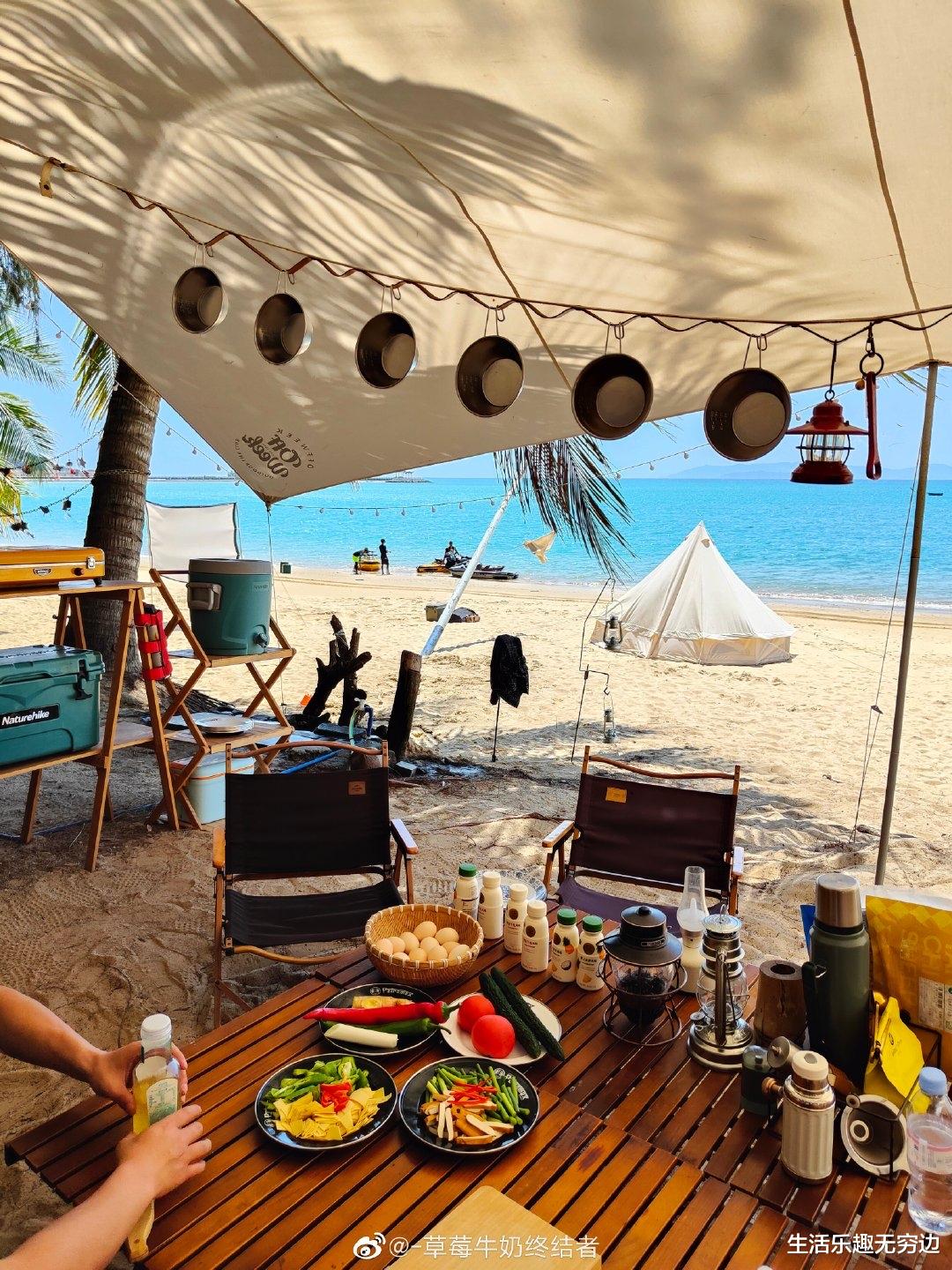 芯片|植物35亿年历史,竟然没进化出一种黑色的花,为什么?