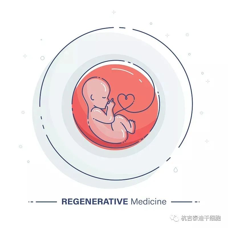 脐带间充质干细胞治疗卵巢早衰不孕症的临床应用价值