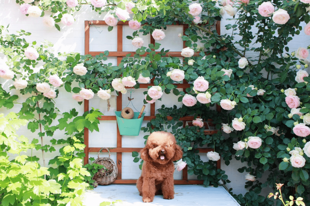 买了栋，复式双露台房，历时4年改造成露台花园，太好看了