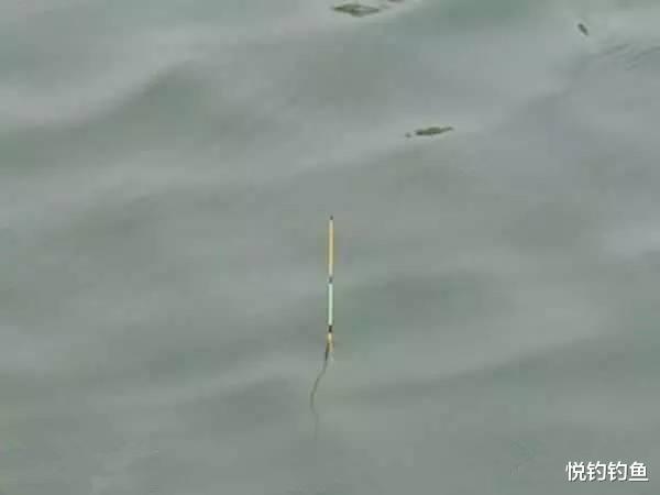 鲢鳙|钓鱼是饵料、小药重要，还是钓位重要？