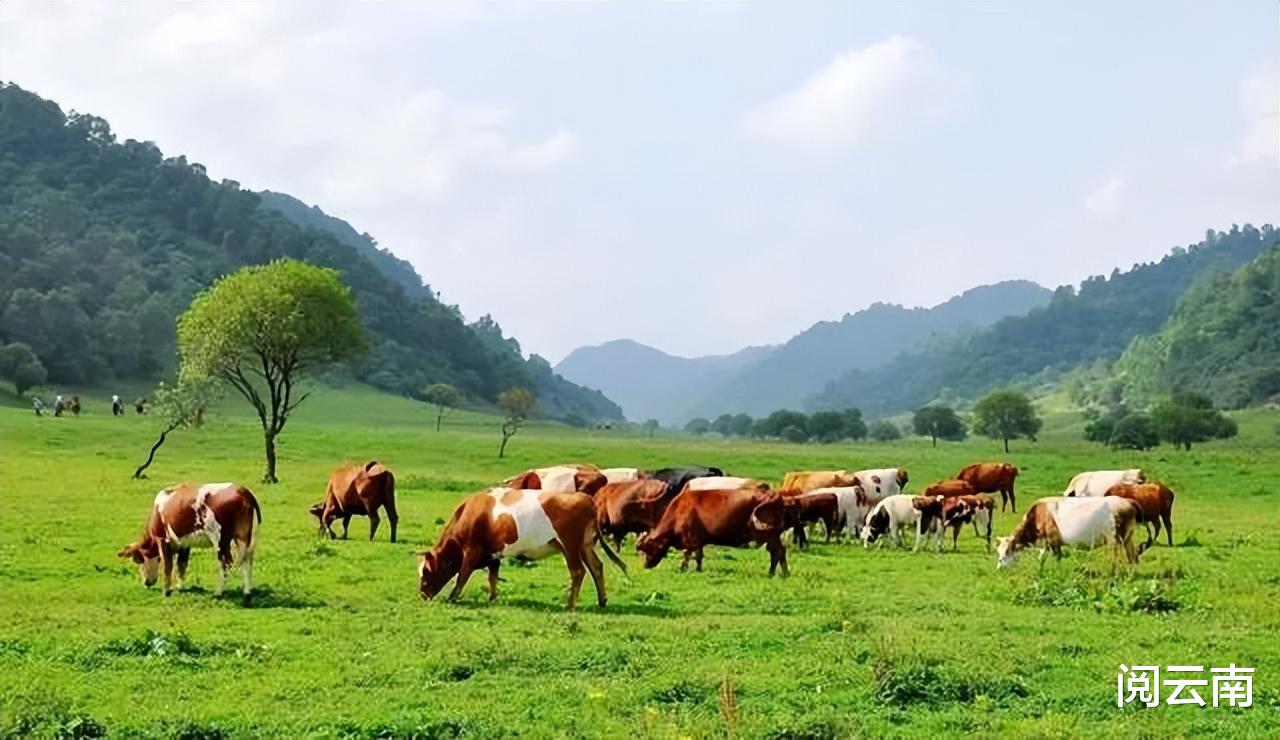 携程|昆明周边露营地盘点:森林草甸、高山牧场、热浪沙滩,不愁没去处