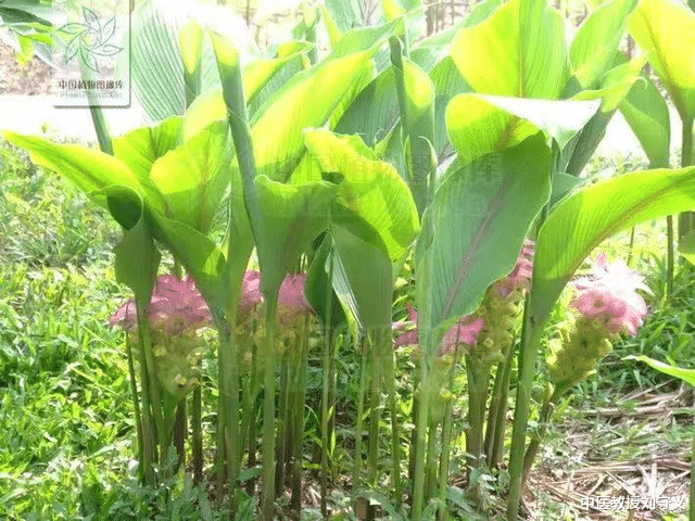 水果|分享一味抗癌中药——郁金,功效行气解郁、清心凉血、利胆退黄