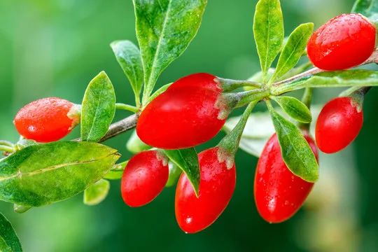 枸杞|常见中药枸杞子滋肾润肺、补肝明目、抗癌,但这类人可别乱用!