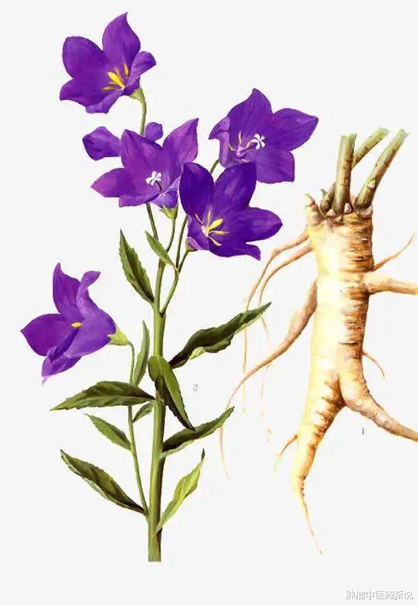 高血压|生姜+花椒泡脚一个月,结节患者都说好